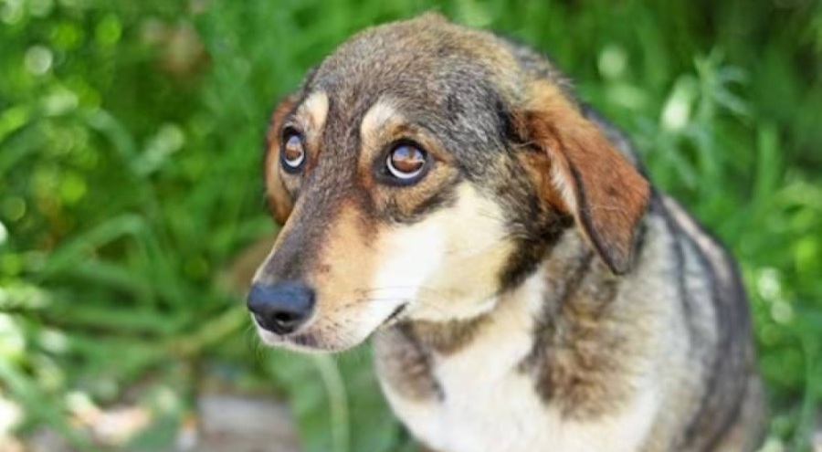 Sokakta köpek dışkısı görmekten sıkılan belediye başkanından, köpeklere pasaport!