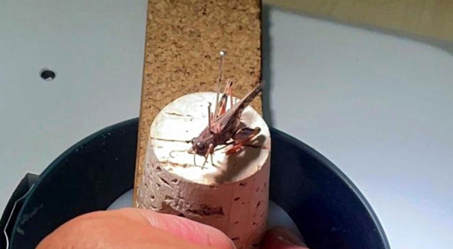 'Tekirdağ'daki çekirgeler başka alanlara yayılabilir' uyarısı