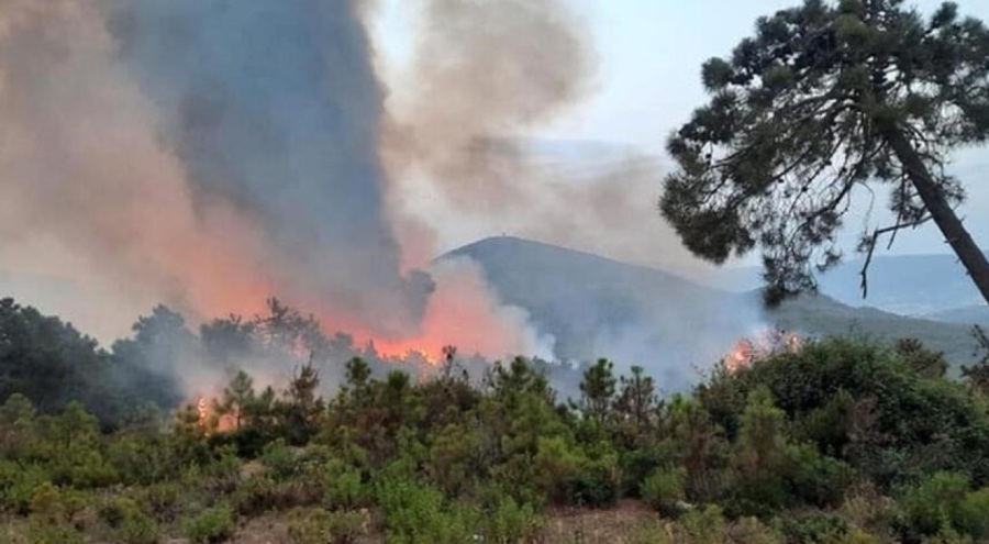 Tunus-Cezayir sınırında korkutan orman yangını!