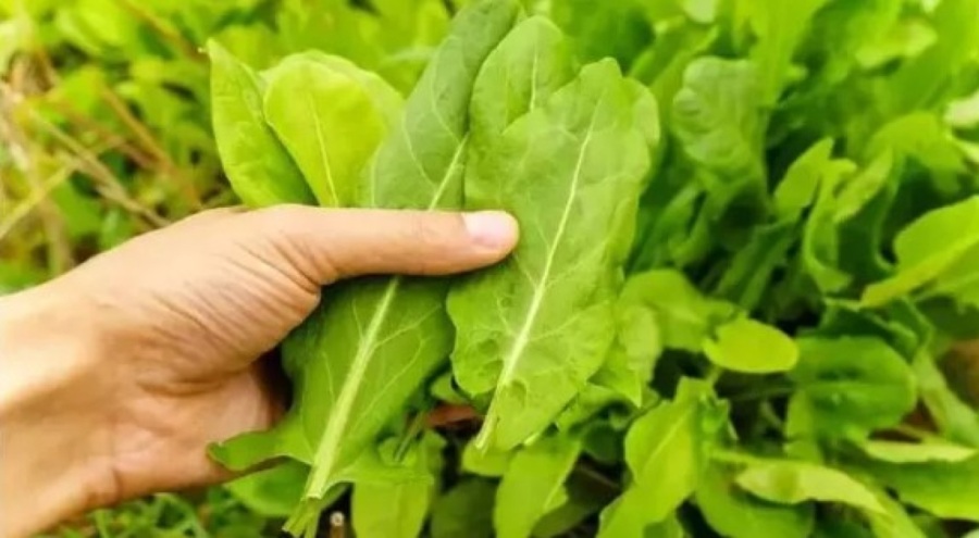 Kuzukulağı doğadaki en güçlü mikrop öldürücü!