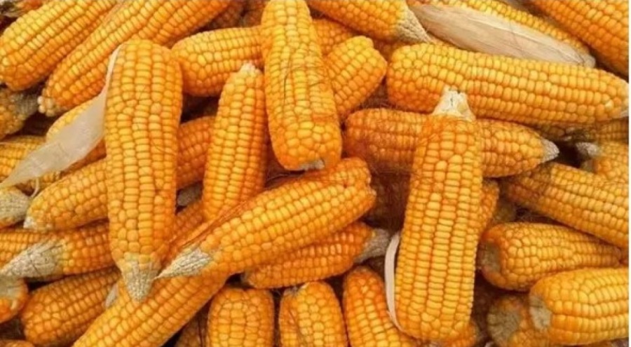 Haşlanmış mısırın suyunu sakın lavaboya dökmeyin!