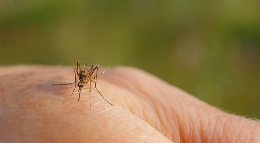 Dünya Sağlık Örgütü'nden dang virüsü uyarısı