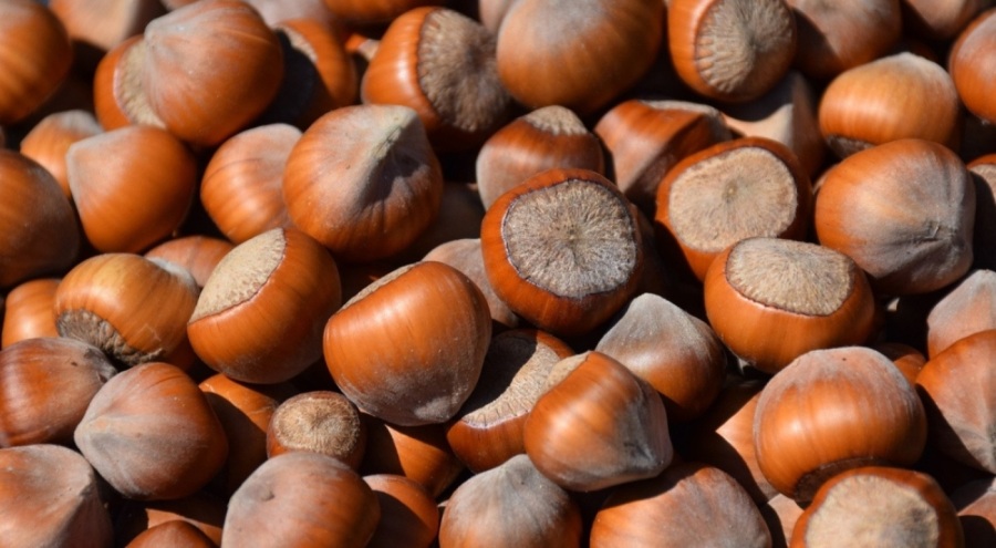 Fındık için dolar üzerinden fiyat belirlenmesi talebi