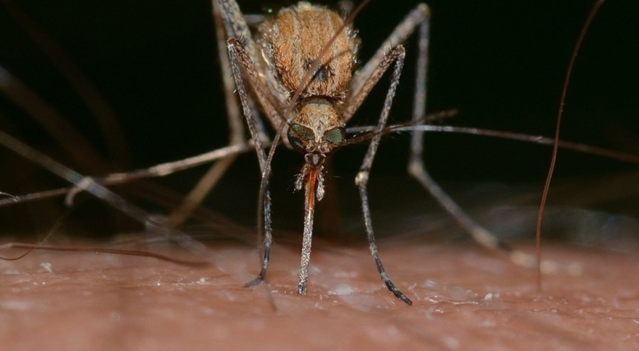 DSÖ: Dünya nüfusunun yarısı tehlike altında!