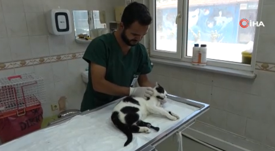 3D yazıcı ile üretilen protezler sokak hayvanlarına umut oluyor