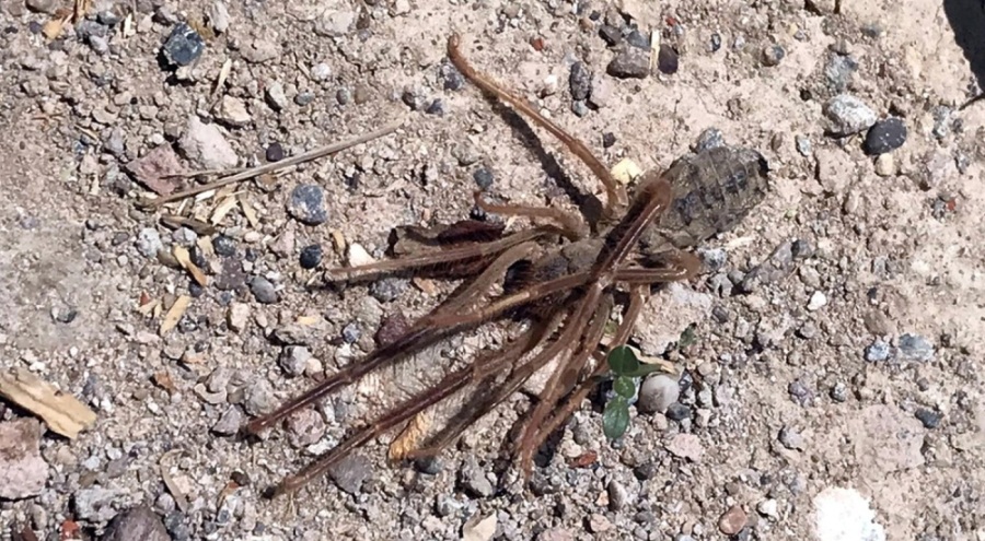 Kayseri'de 'sarıkız örümceği paniği