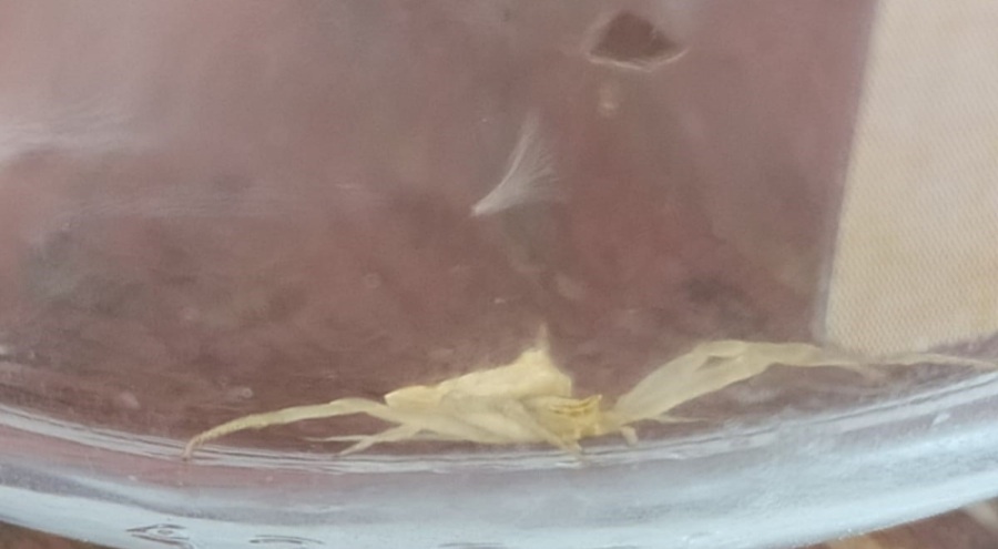 Bozüyük'te 'insan yüzlü örümcek' görüldü