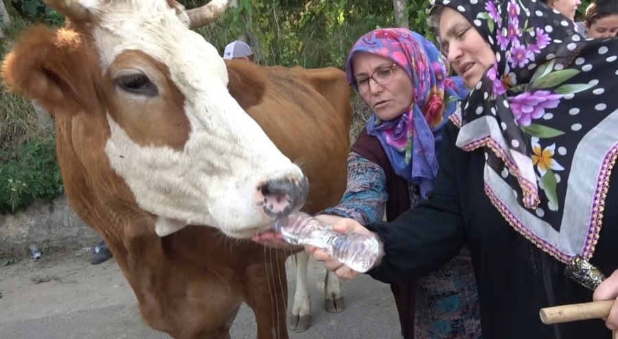 Yalova'da susuz kalan köylü inekleriyle yol kapattı