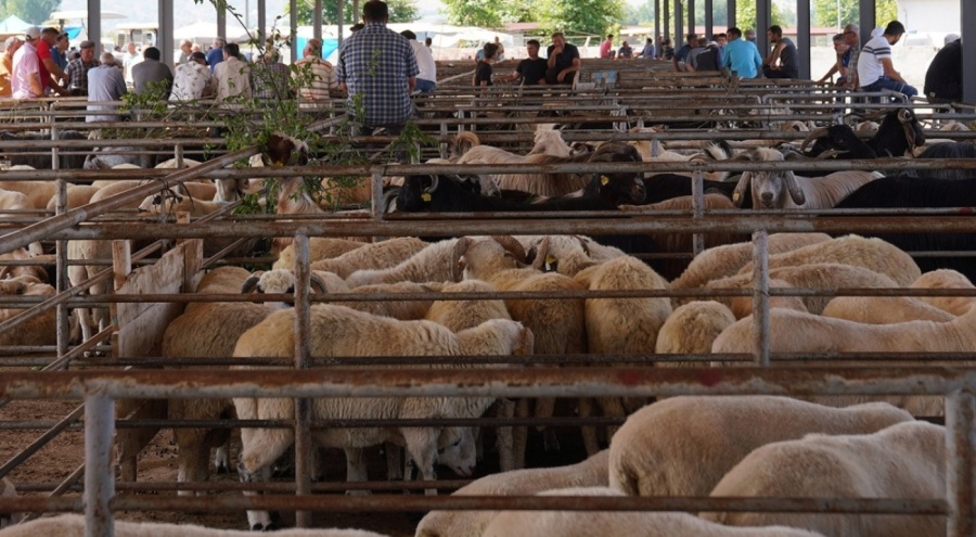Tokat'ta hayvanlara 'mavi dil' karantinası geldi