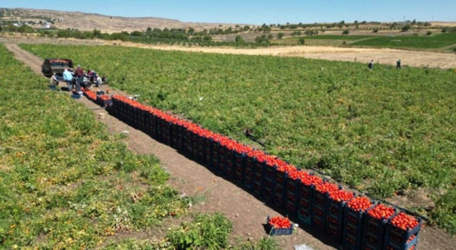 Yüksek sıcaklıklarda domates hasadı sürüyor