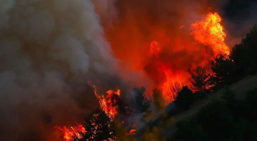 Cezayir'de orman yangınları can aldı: 15 kişi hayatını kaybetti