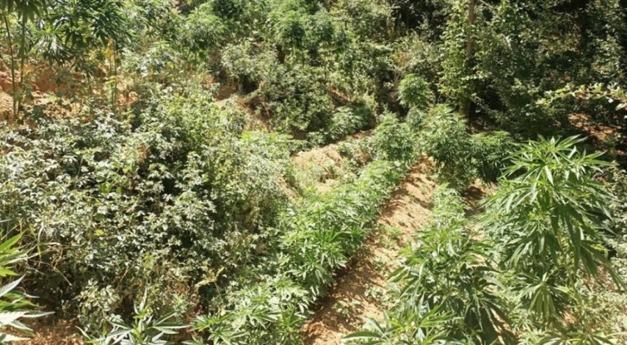 Bingöl'de 3 bin 591 kök kenevir bulundu