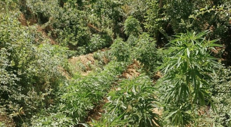 Bingöl'de 3 bin 591 kök kenevir ele geçirildi