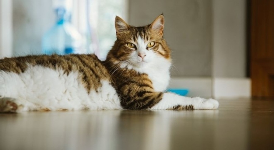 300 bin kedinin ölümüne neden olmuştu! FİP hastalığı Türkiye'de de görüldü