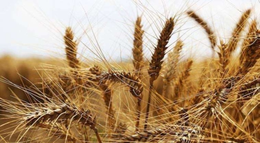 Buğday fiyatları zirvede!