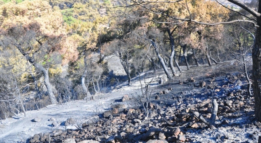 Manisa'daki yangın kontrol altına alındı