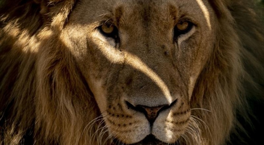 Odun toplayan kadın aslan saldırısına uğradı