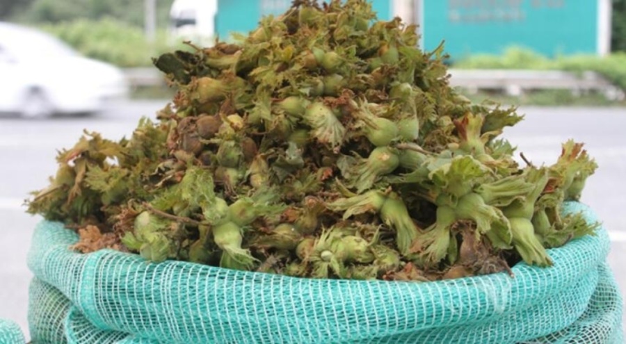 Ordu'da taze fındık satılmaya başladı