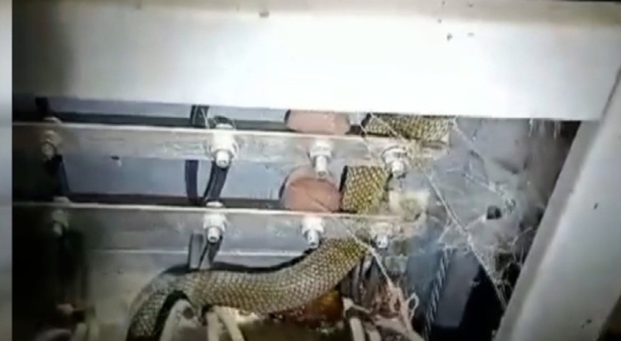 Trafoya giren yılan 6 köyü elektriksiz bıraktı!