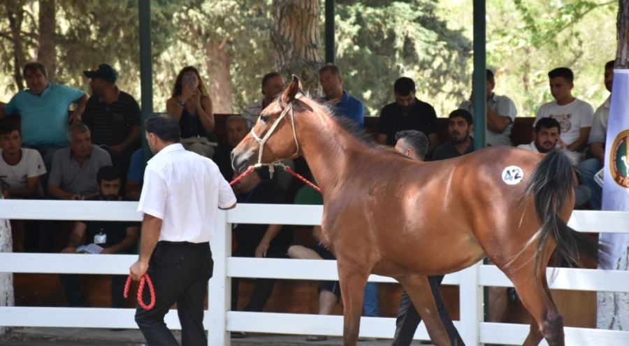Bursa'nın en pahalı tayı Altaybora oldu:  1 milyon 50 bin lira...