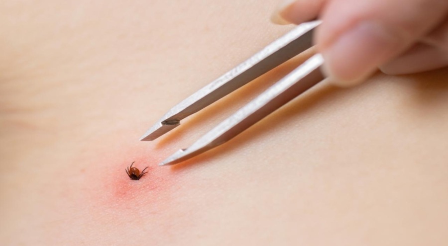 Kene Yozgat'ta can aldı