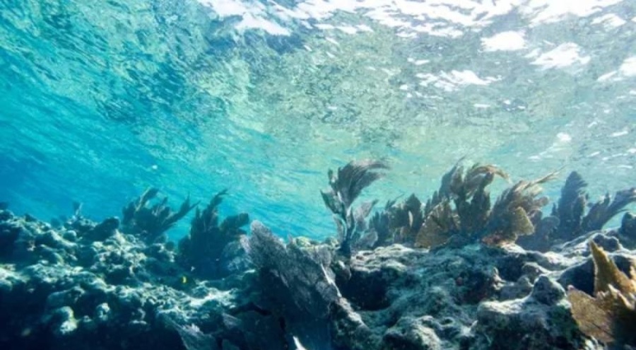 Okyanus "jakuzi"ye döndü; yüzey sıcaklığı daha önce görülmemiş seviyede!