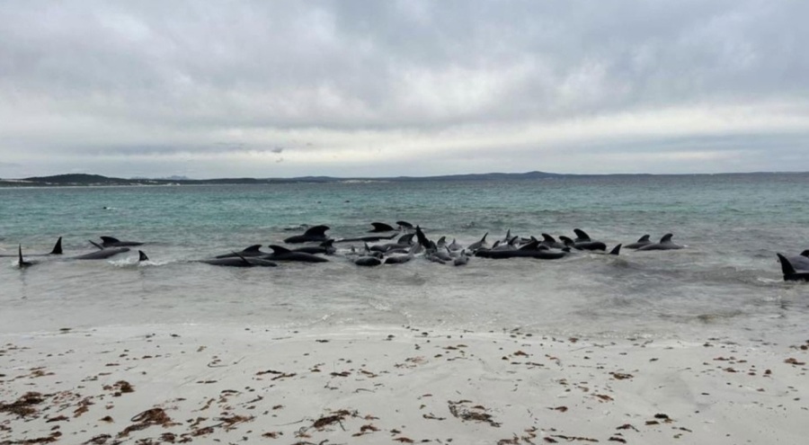 Kıyıya vuran 51 pilot balina öldü! Plajdan uzak durun uyarısı yapıldı