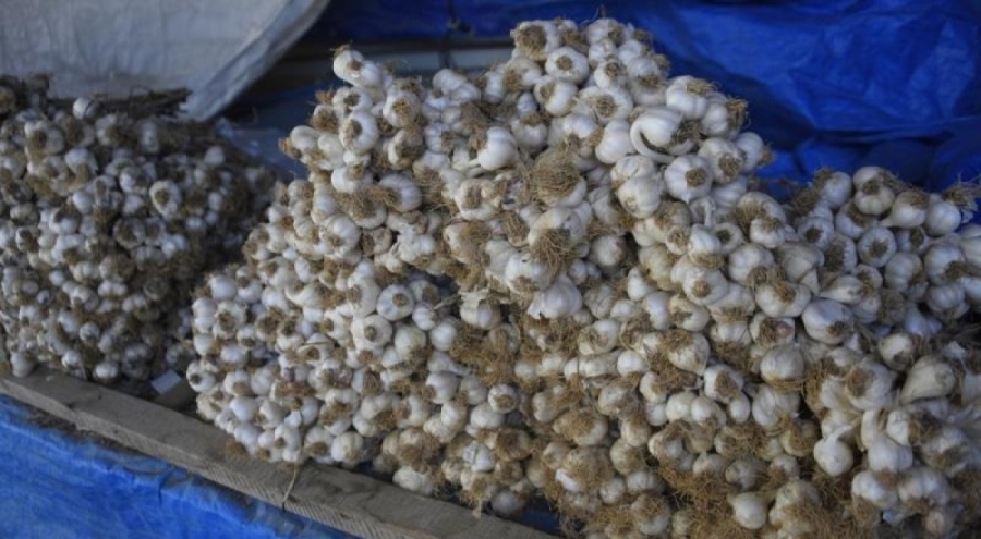 Taşköprü sarımsağında bu yıl 25 tonluk rekolte beklentisi