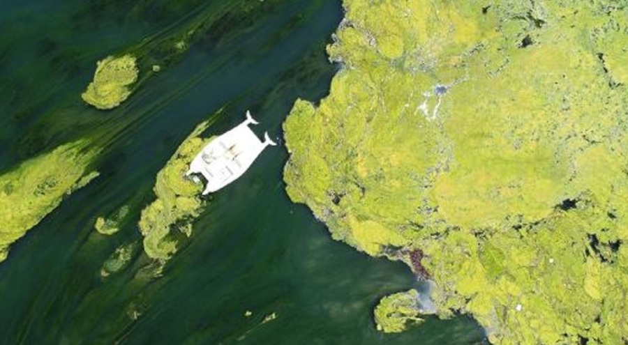 Seyhan Nehri yosunla kaplandı!