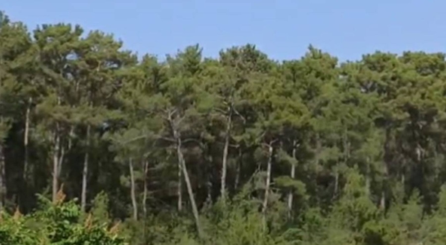 Abkelen'de tüm itirazlara rağmen ağaç kesimi devam ediyor