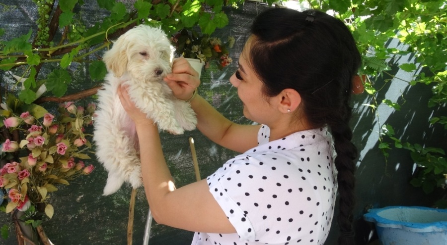 Kaybolan köpeğine para ödüllü ilan sayesinde kavuştu!