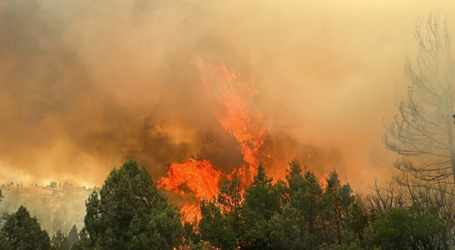 Kütahya'da çıkan orman yangınında 170 hektar alan küle döndü