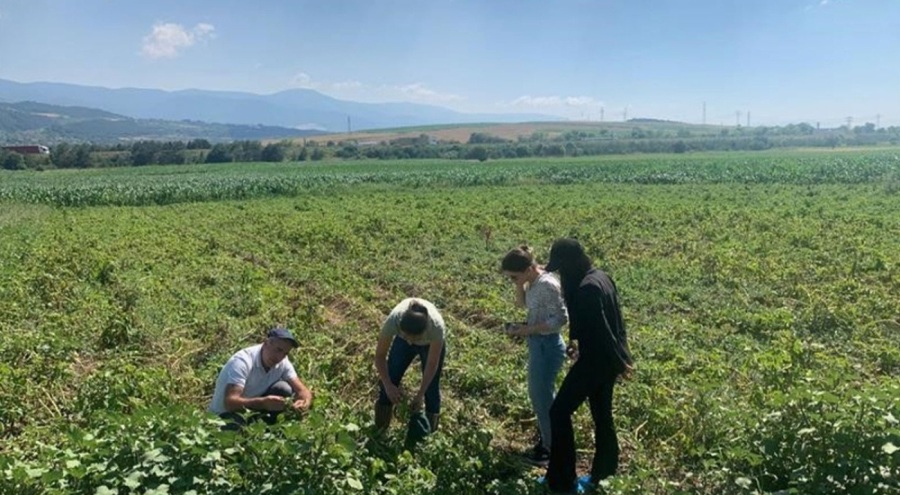 Mildiyö hastalığı yüzde 70 ürün kaybına neden oldu!