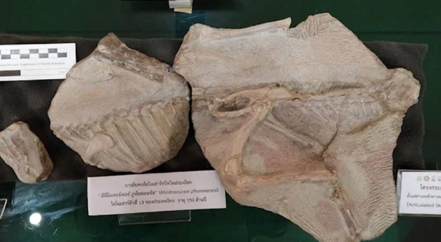 Tayland'da 145 milyon yıl önce yaşadığı düşünülen dinozor bulundu