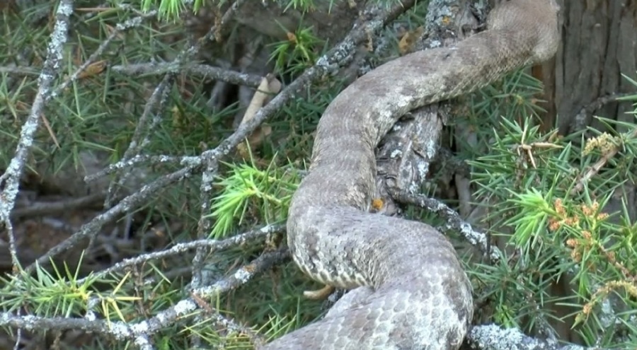 Tunceli'de Türkiye'nin en büyük yılanı bulundu