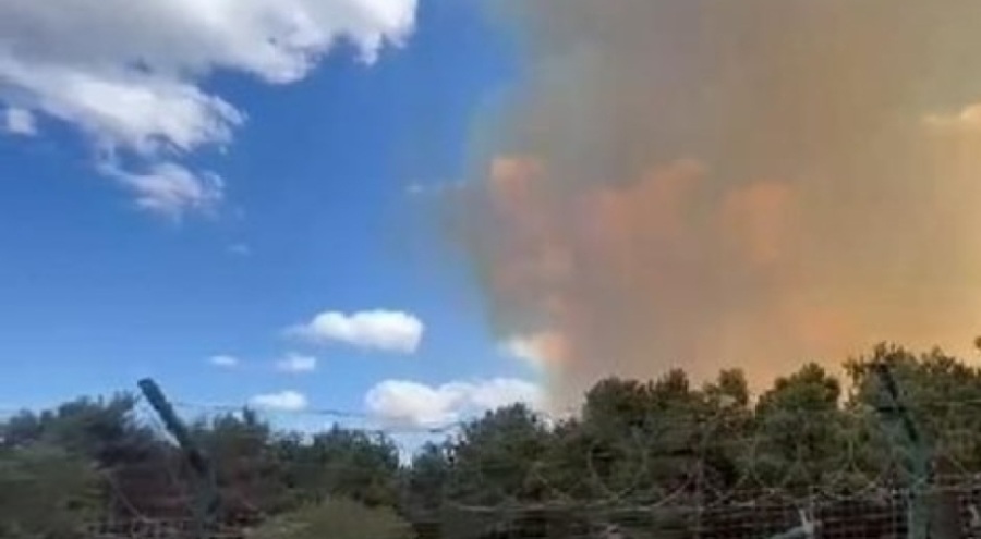 İstanbul Sultangazi'de orman yangınına müdahale ediliyor