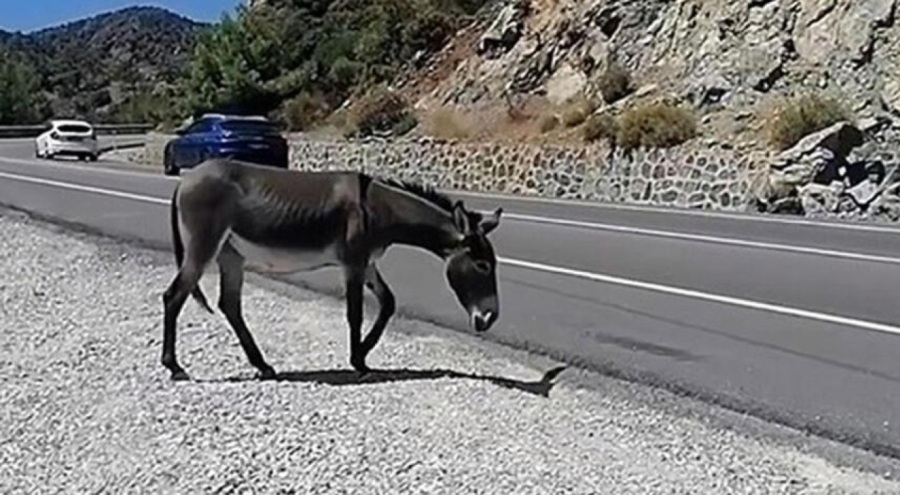Yaban eşekleri tehlike saçıyor!