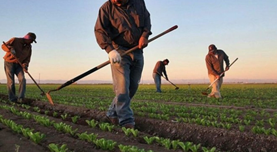 Tarım ve Orman Bakanı Yumaklı: Tarımsal destek ödemeleri hesaplara yatıyor