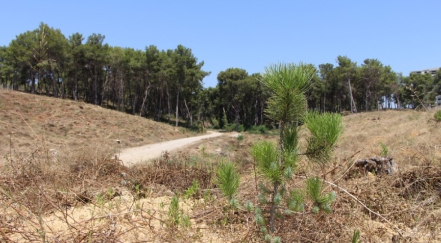 Antalya'daki yangının üzerinden 2 yıl geçti!