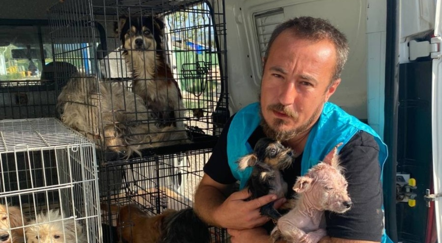 Bursa'da 16 köpek, kapatılan çiftlikte ölüme terk edildi!
