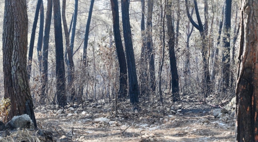 Bakan Yumaklı: Bu yıl 1022 orman yangını çıktı, 6 bin 900 hektarlık alan zarar gördü