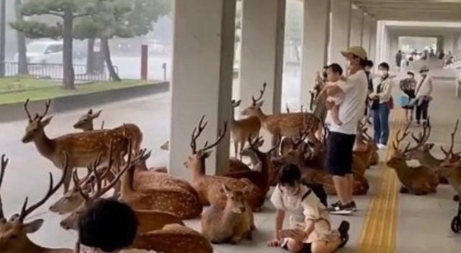 Japonya'da geyiklerle insanlar sağanaktan böyle saklandı