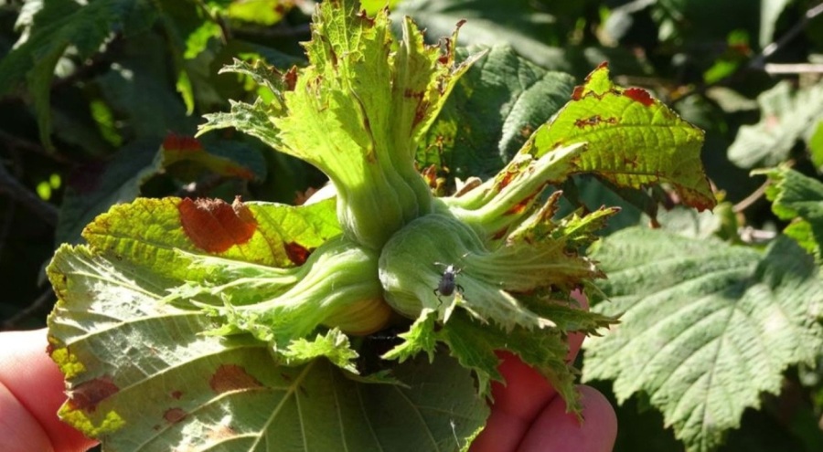 Fındık işçilerinin yevmiyesi belli oldu