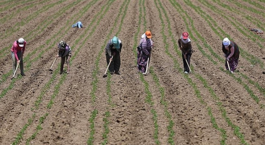 Çapalama işçilerinin günlük yevmiyesi açıklandı