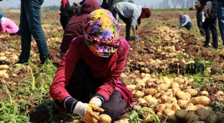 Patates işçilerinin günlük yevmiyesi belirlendi