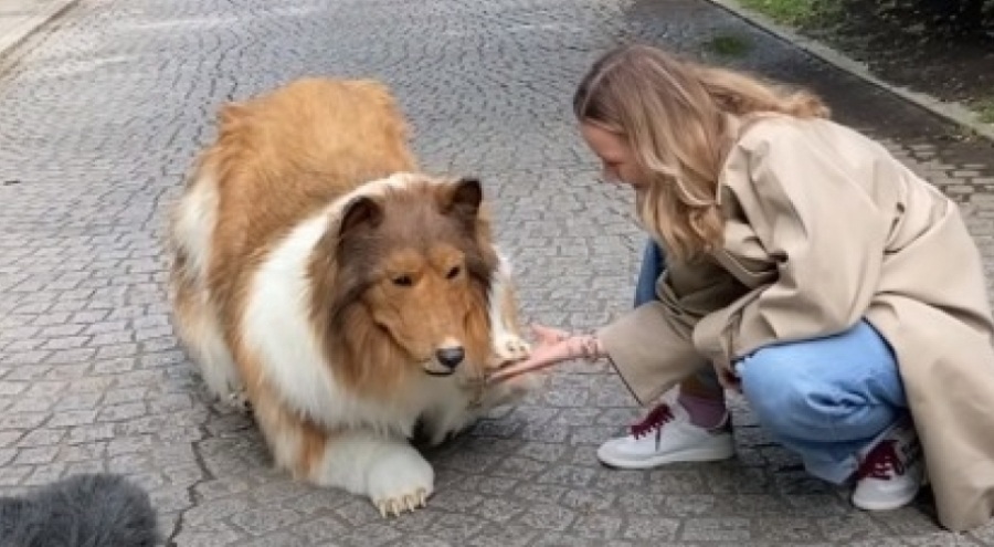 Japon adam köpek kostümü giyerek dolaşıyor