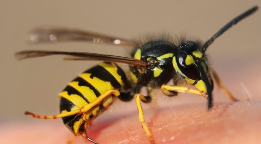 Arıların saldırısı can aldı