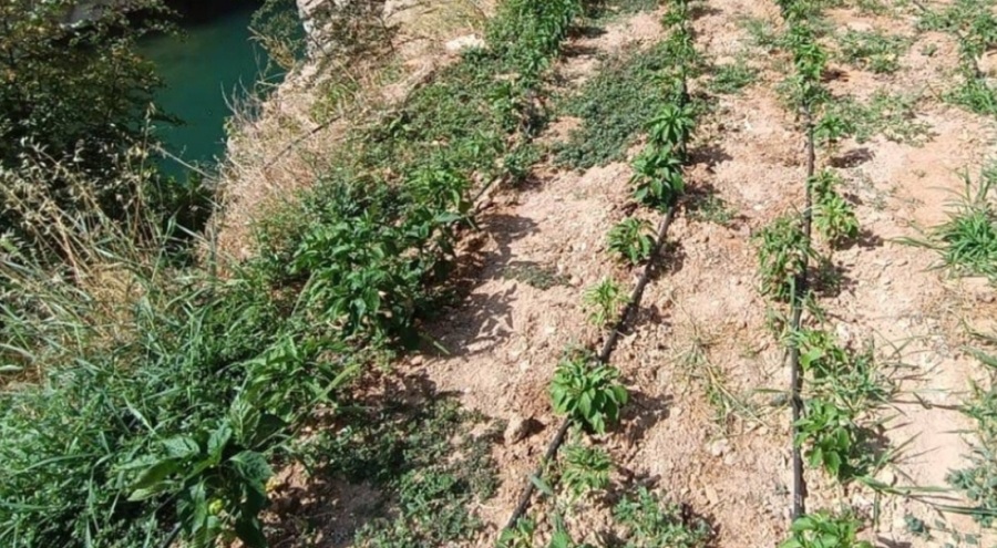 Ektiği Hint kenevirlerini sularken suçüstü yakalanan şüpheli gözaltında