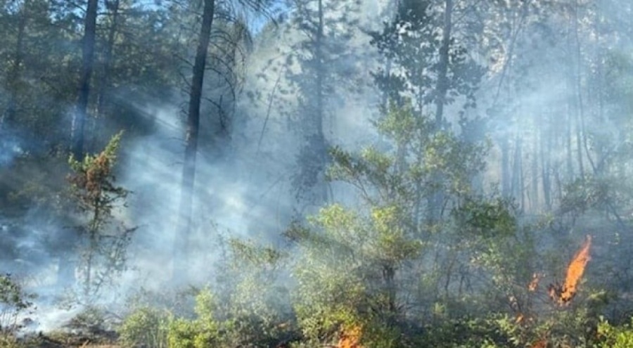Sakarya'da orman yangını kontrol altında