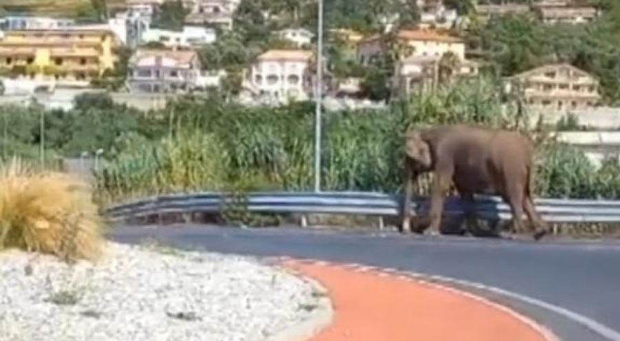 Şehrin ortasında fil gezintisi